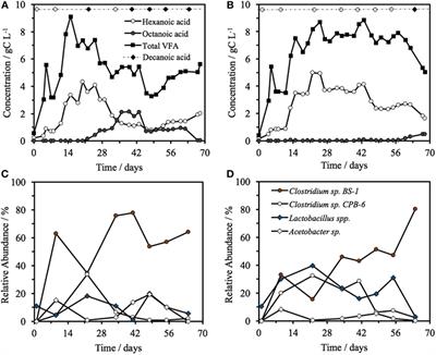 A Clostridium Group IV Species Dominates and Suppresses a Mixed Culture Fermentation by Tolerance to Medium Chain Fatty Acids Products